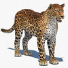 Amur Leopard 3D Models