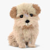 Maltipoo 3D Models