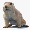Rodent 3D Models