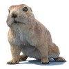 Squirrel-Like Rodents 3D models