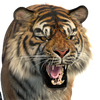 Animated Tiger 3D Models