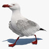 Seagull 3D Models