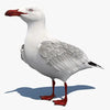 Bird 3D Models