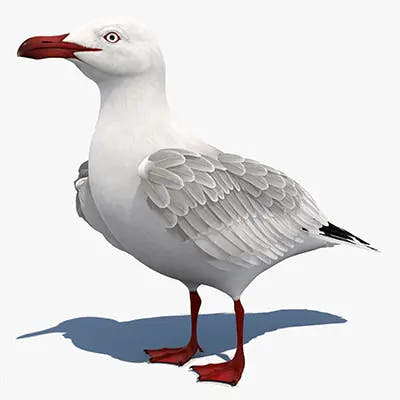 Premium Bird 3D Models for Download