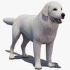 Great Pyrenees 3D Models