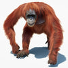 Orangutan 3D Models