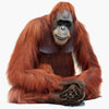 Primates 3D Models