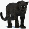 Panther 3D Models
