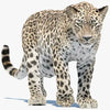 Persian Leopard 3D Models