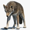 Red Wolf 3D Models