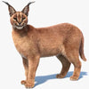 Caracal Cat 3D Models
