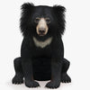 Sloth Bear 3D Models