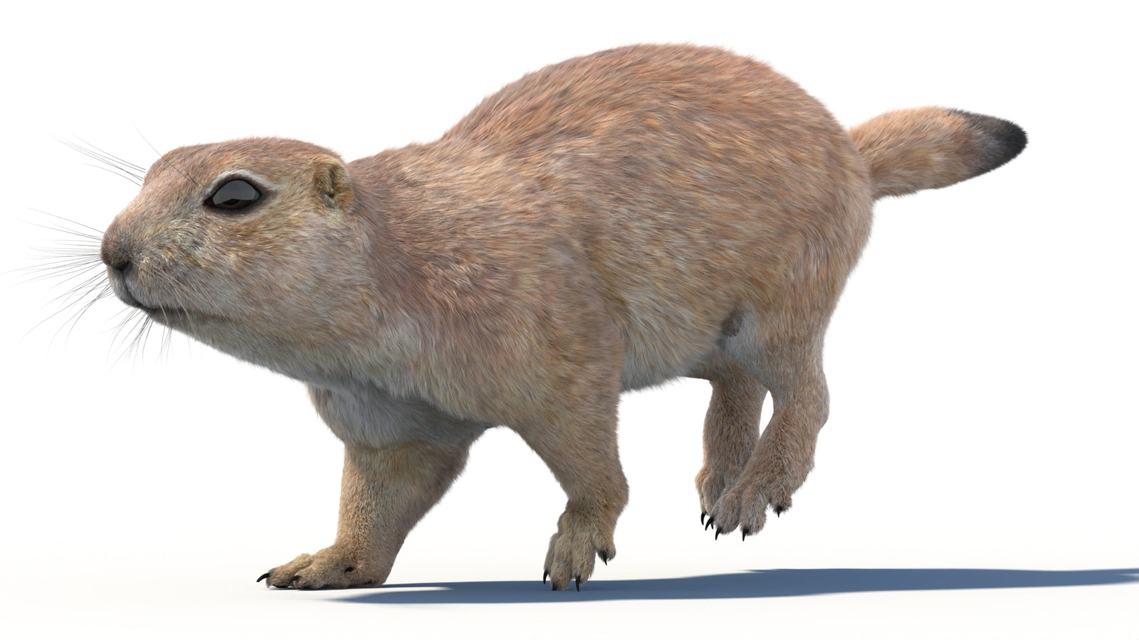 Animated Prairie Dog 3D Model Fur 360° view 4 frame 3