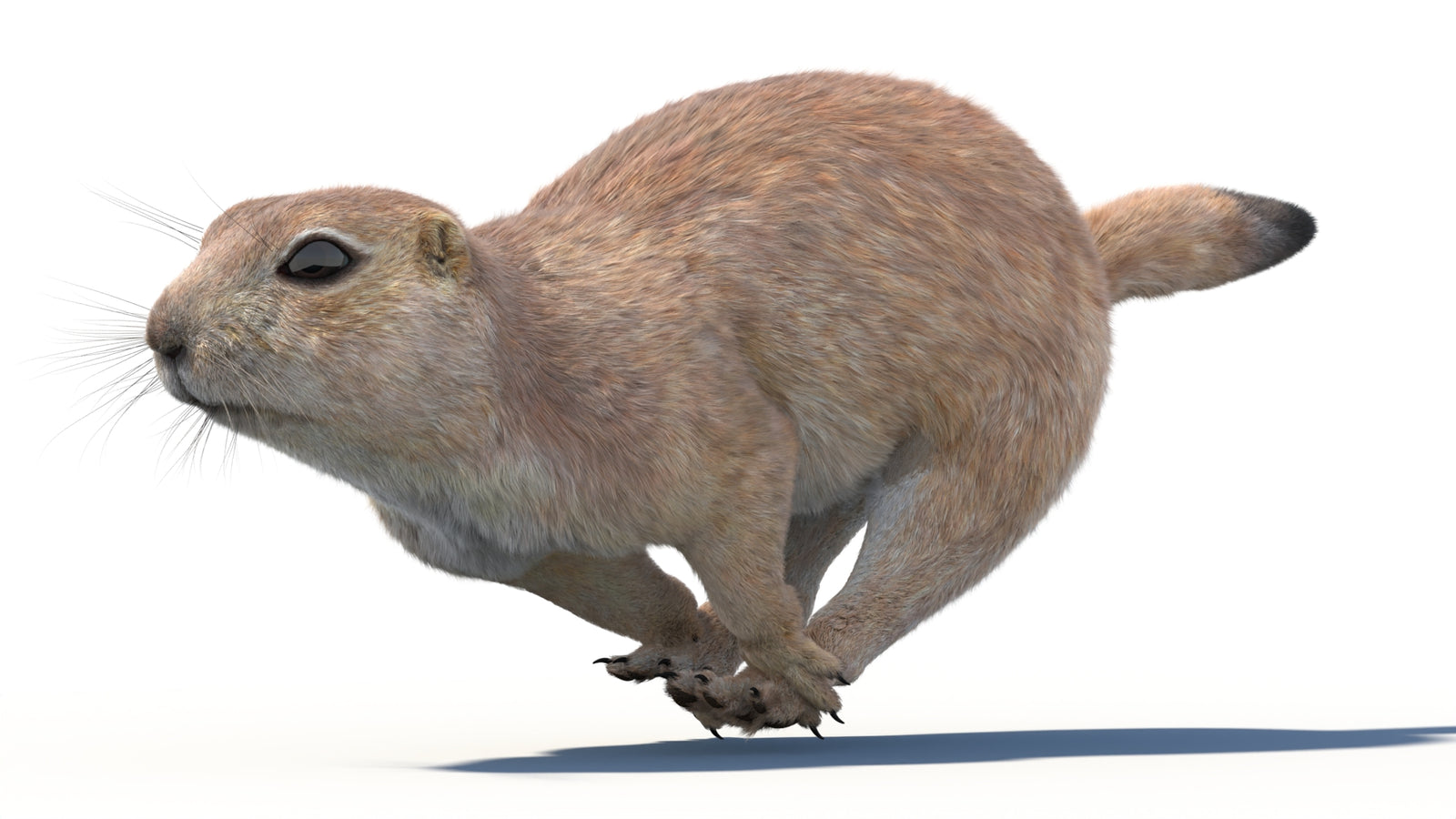 Animated Prairie Dog 3D Model Fur 360° view 4 frame 15