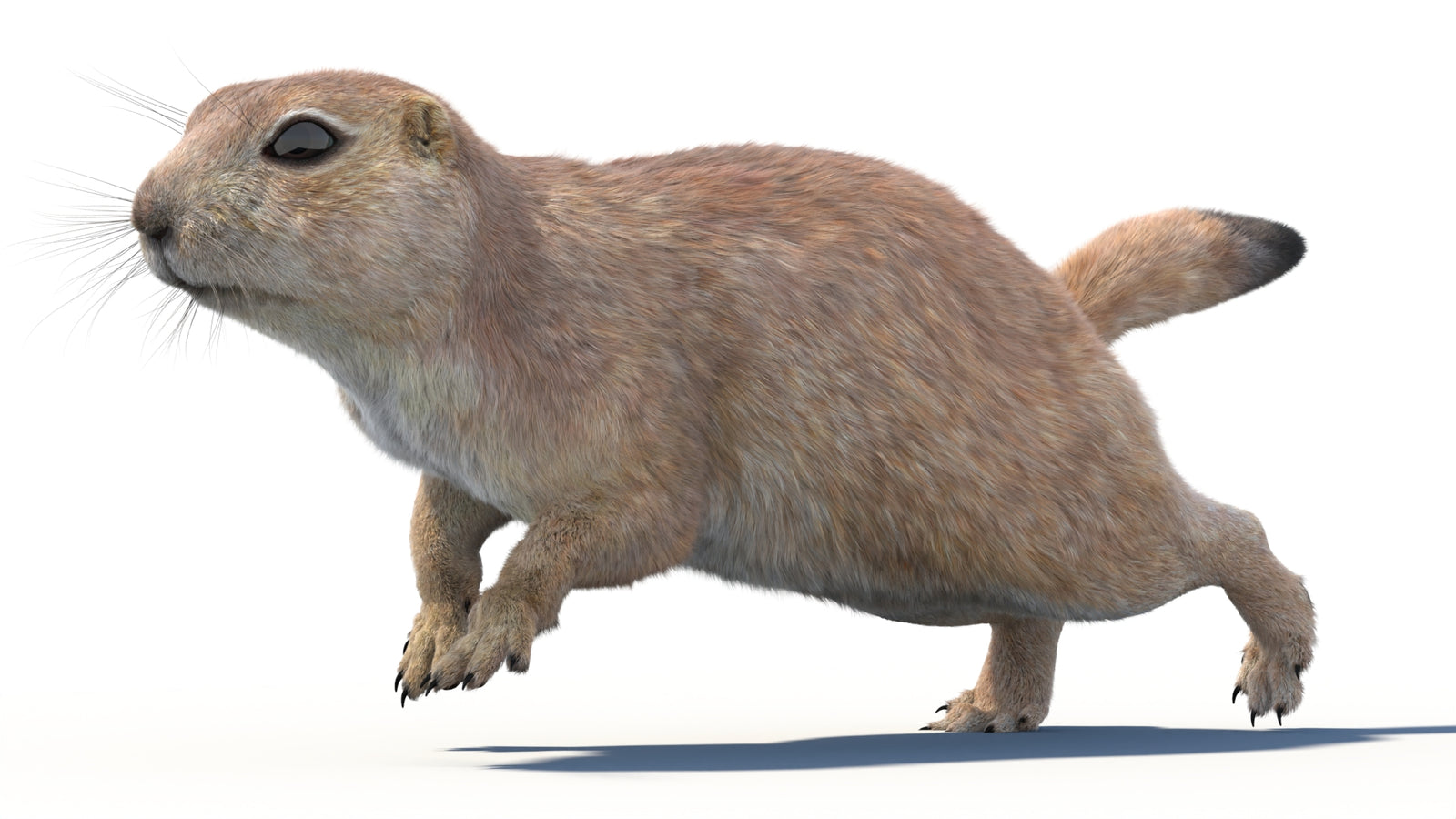 Animated Prairie Dog 3D Model Fur 360° view 4 frame 18