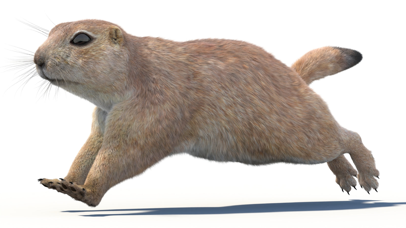 Animated Prairie Dog 3D Model Fur 360° view 4 frame 20
