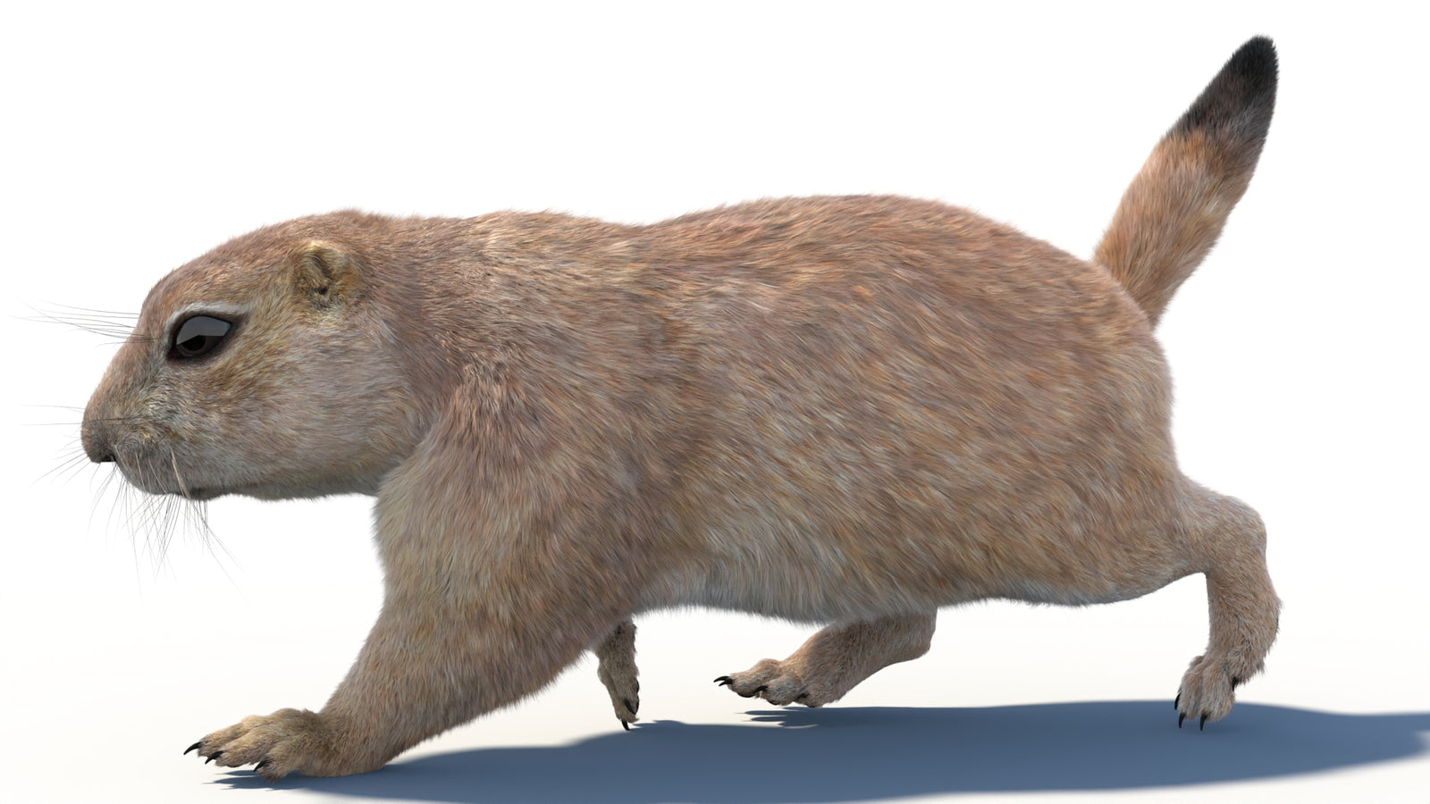 Animated Prairie Dog 3D Model Fur 360° view 3 frame 2