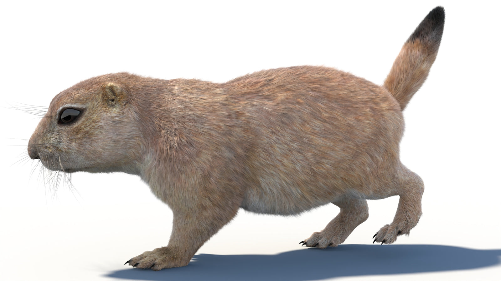 Animated Prairie Dog 3D Model Fur 360° view 3 frame 4