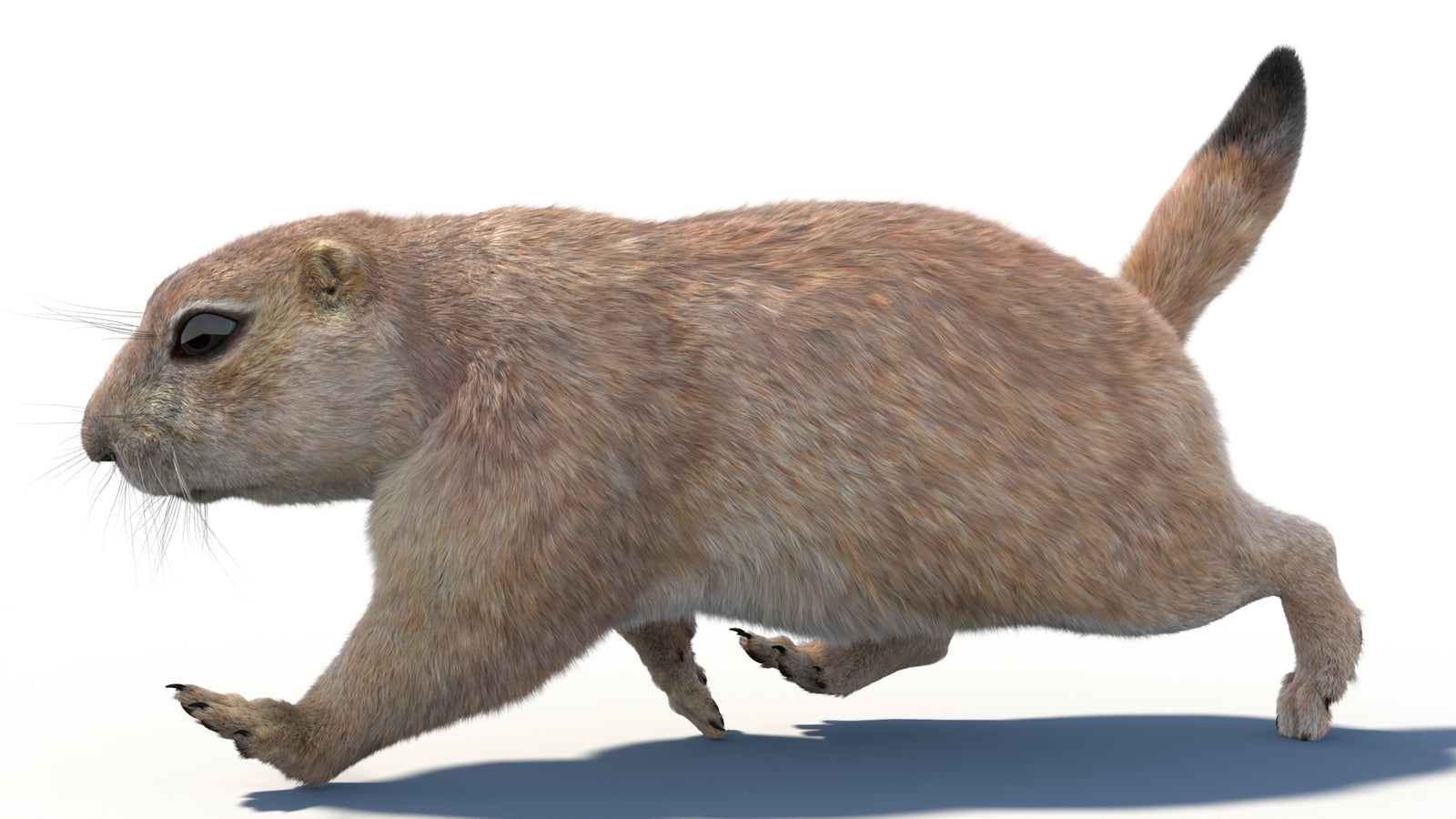 Animated Prairie Dog 3D Model Fur 360° view 3 frame 20