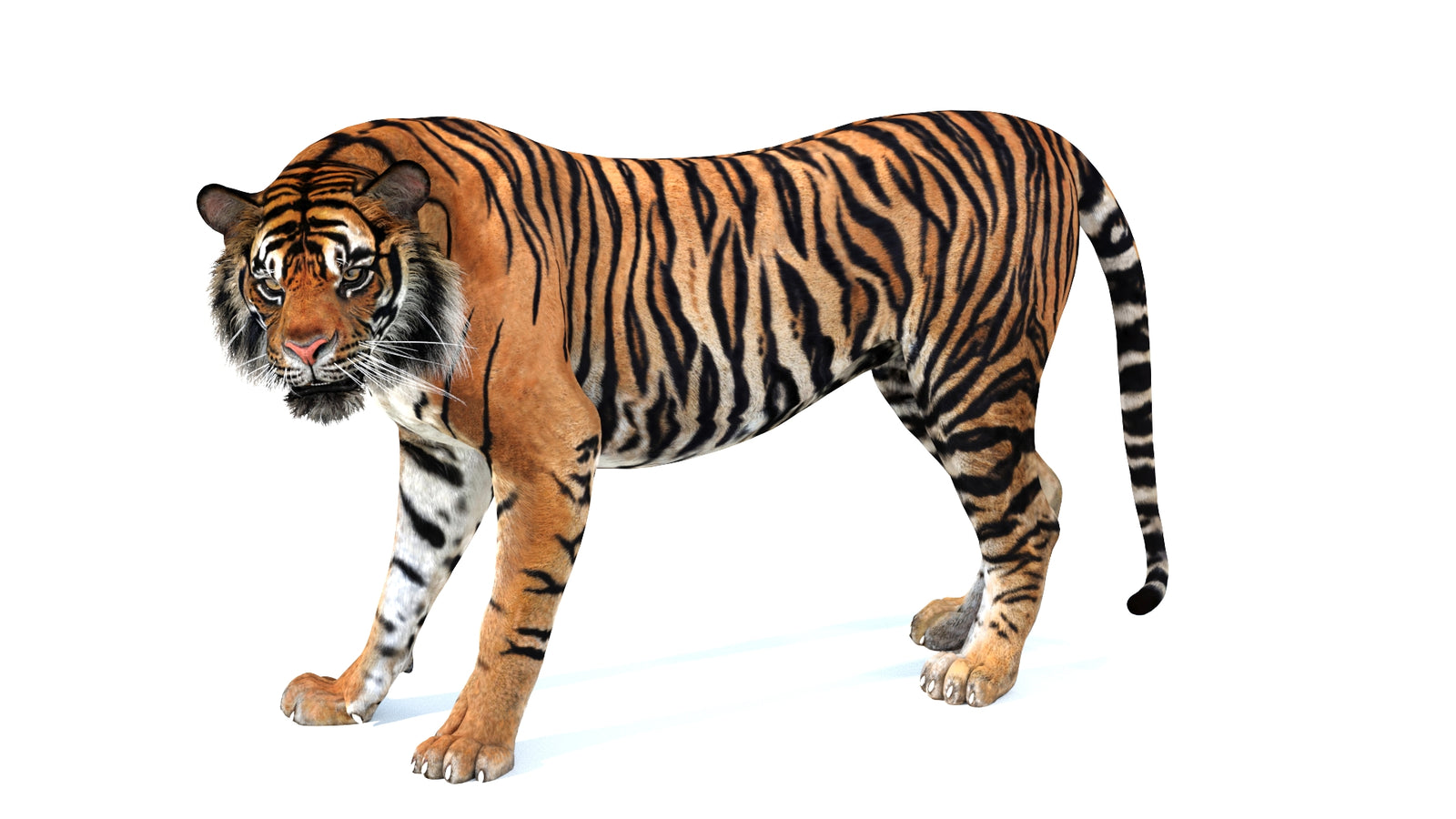 Animated Tiger 3D Model 360° view 4 frame 14