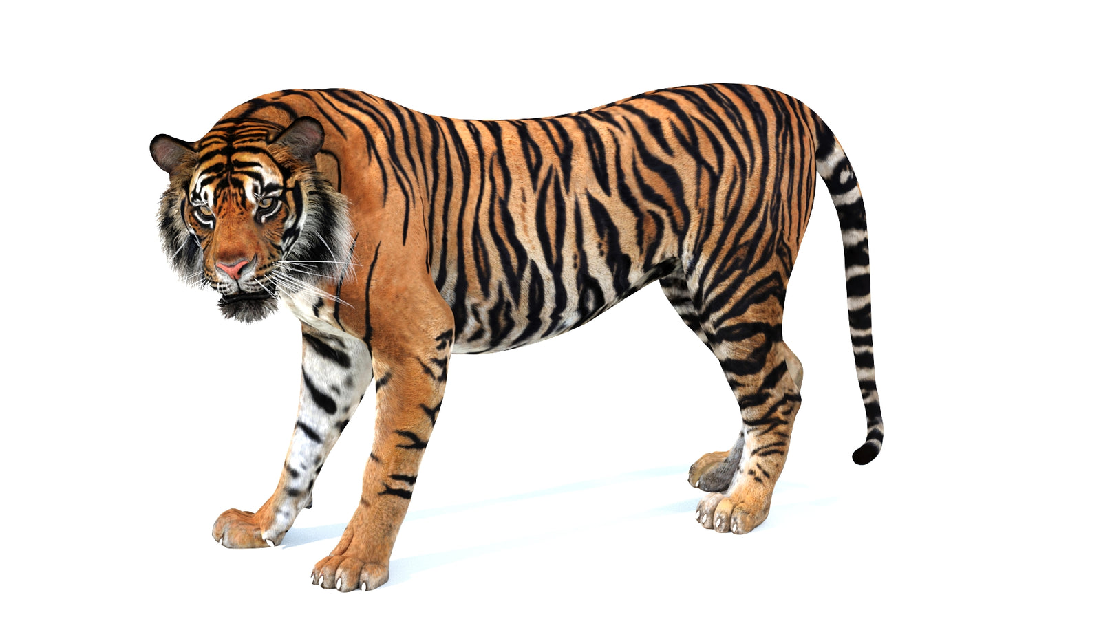 Animated Tiger 3D Model 360° view 4 frame 21