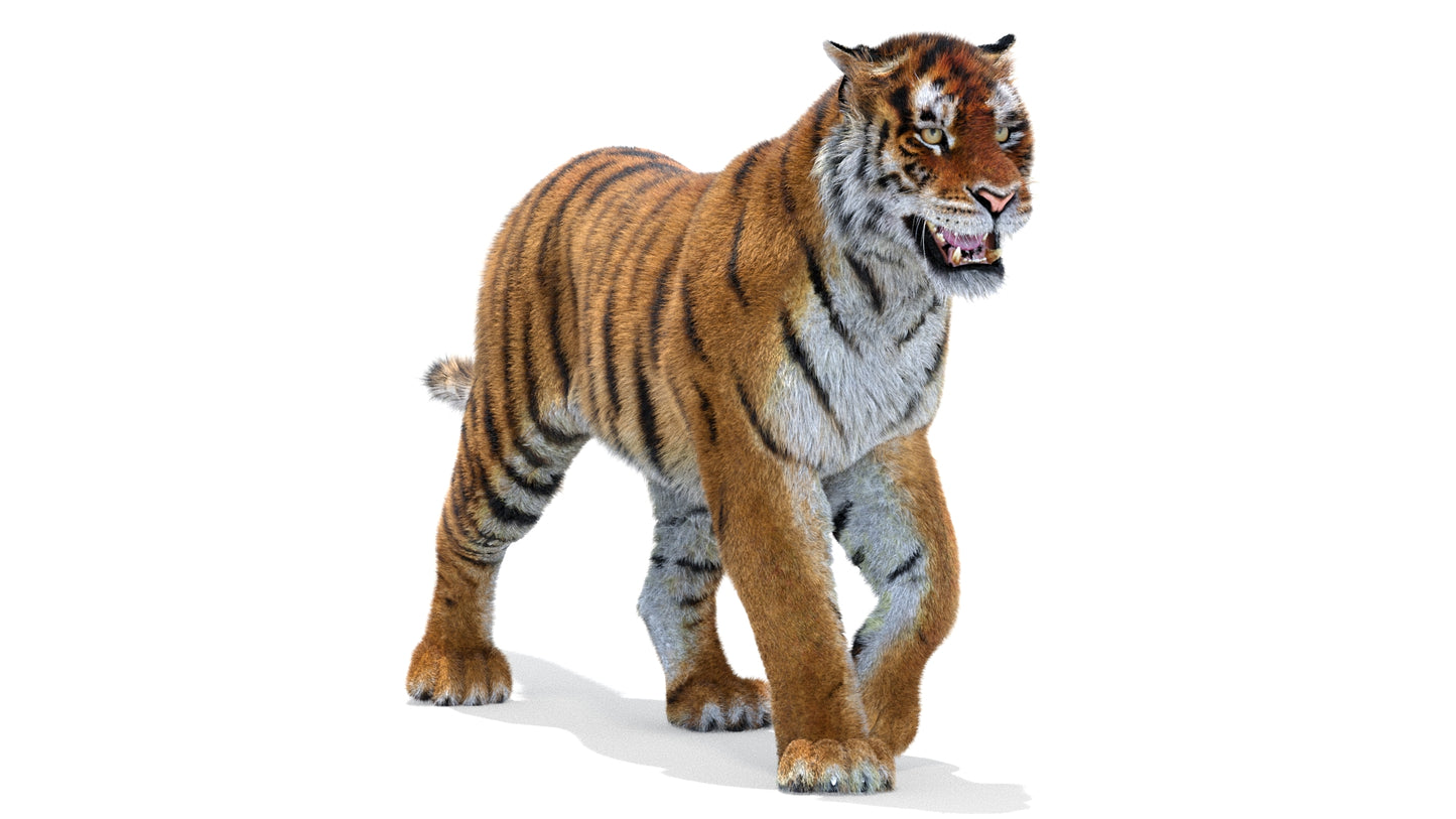 Tiger Animated 3D Model with Fur