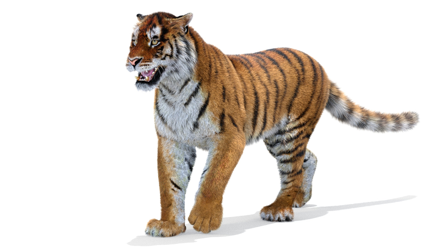 Tiger Animated 3D Model with Fur