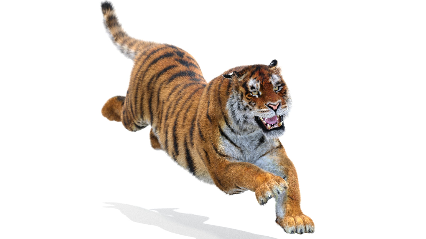 Tiger Animated 3D Model with Fur