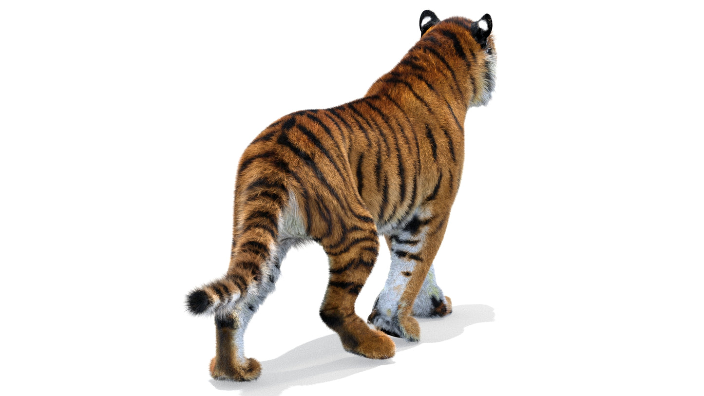 Tiger Animated 3D Model with Fur