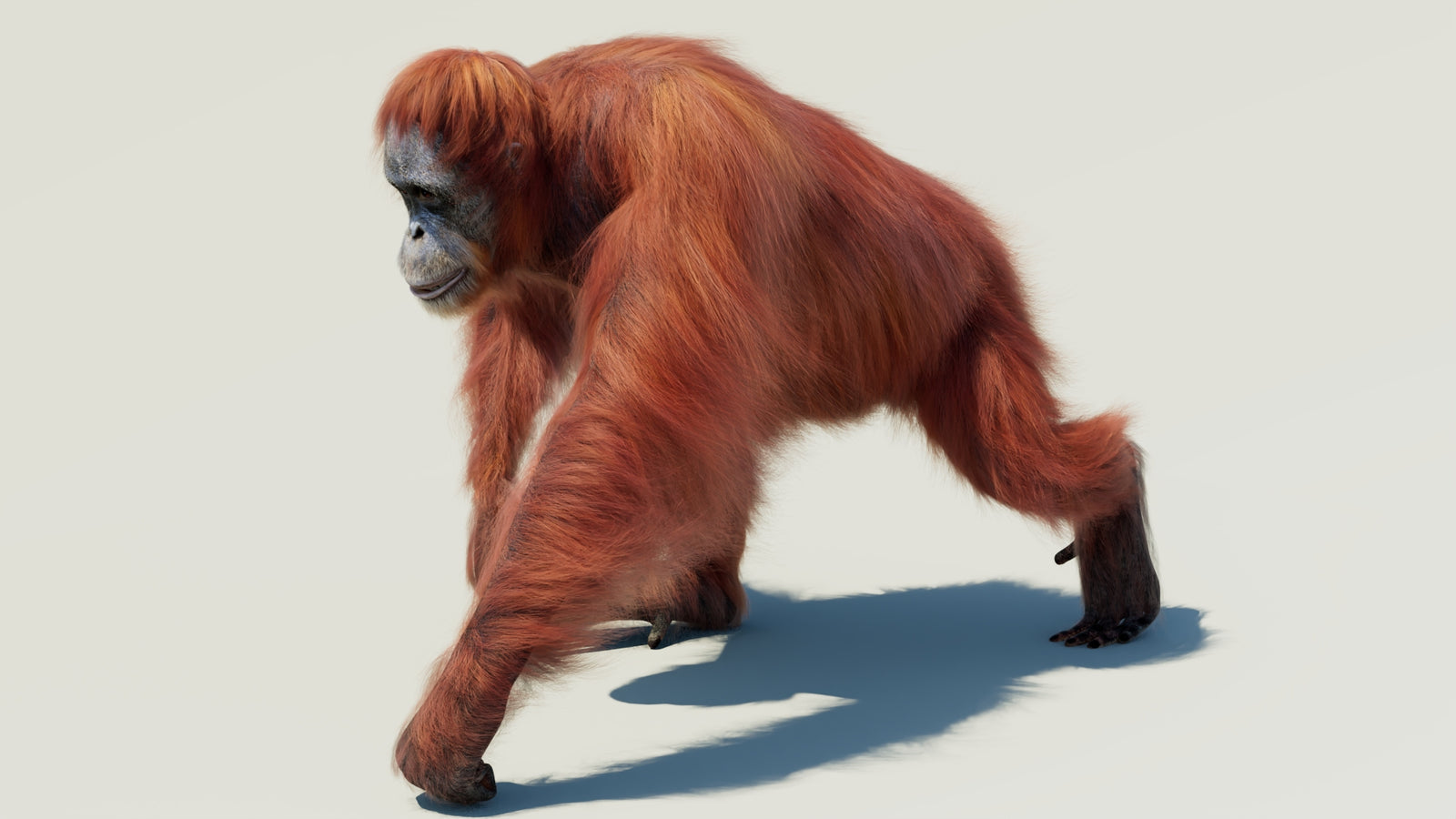 Orangutan 3D Model Animated Fur 360° view 2 frame 2