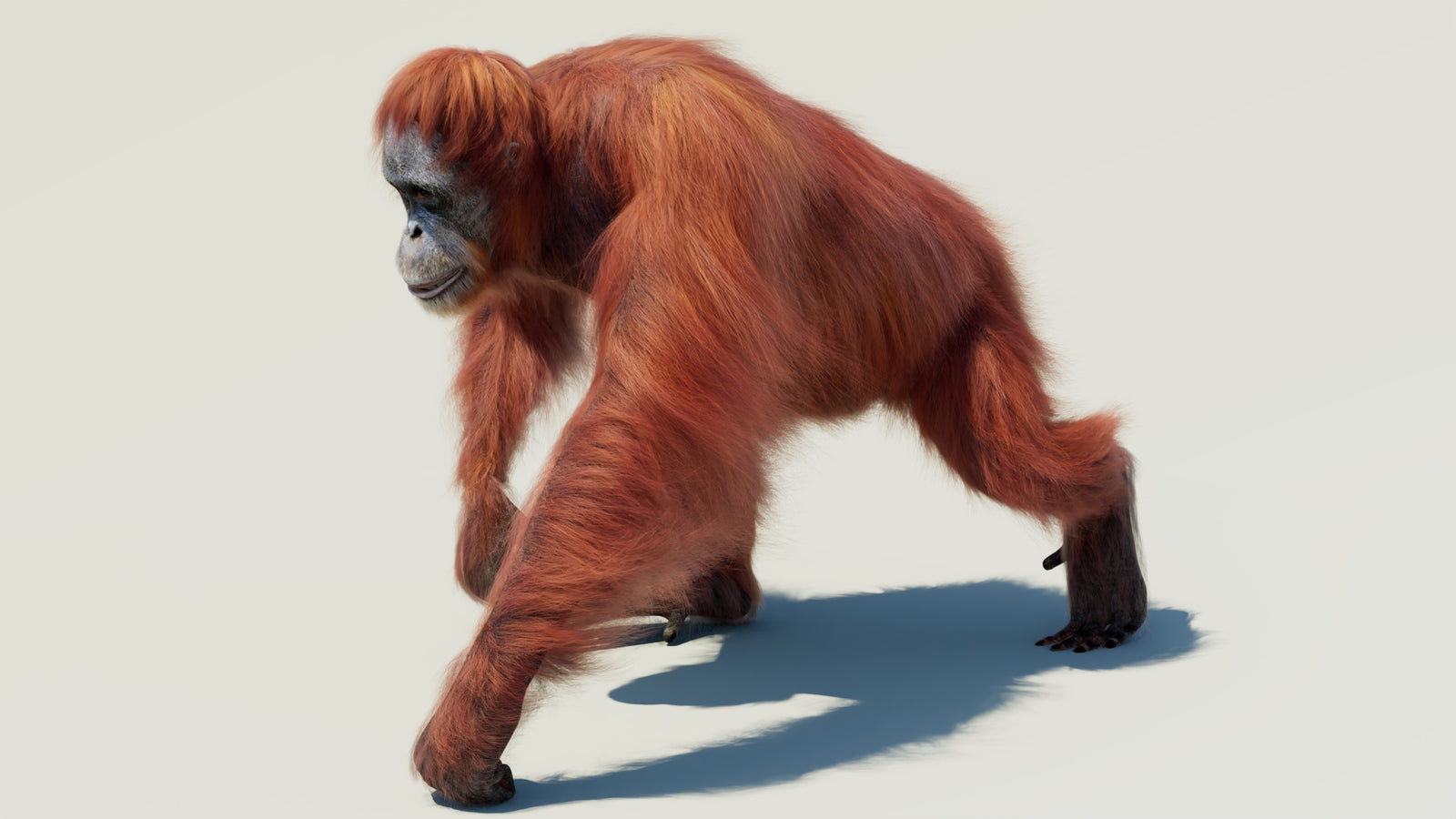 Orangutan 3D Model Animated Fur 360° view 2 frame 3