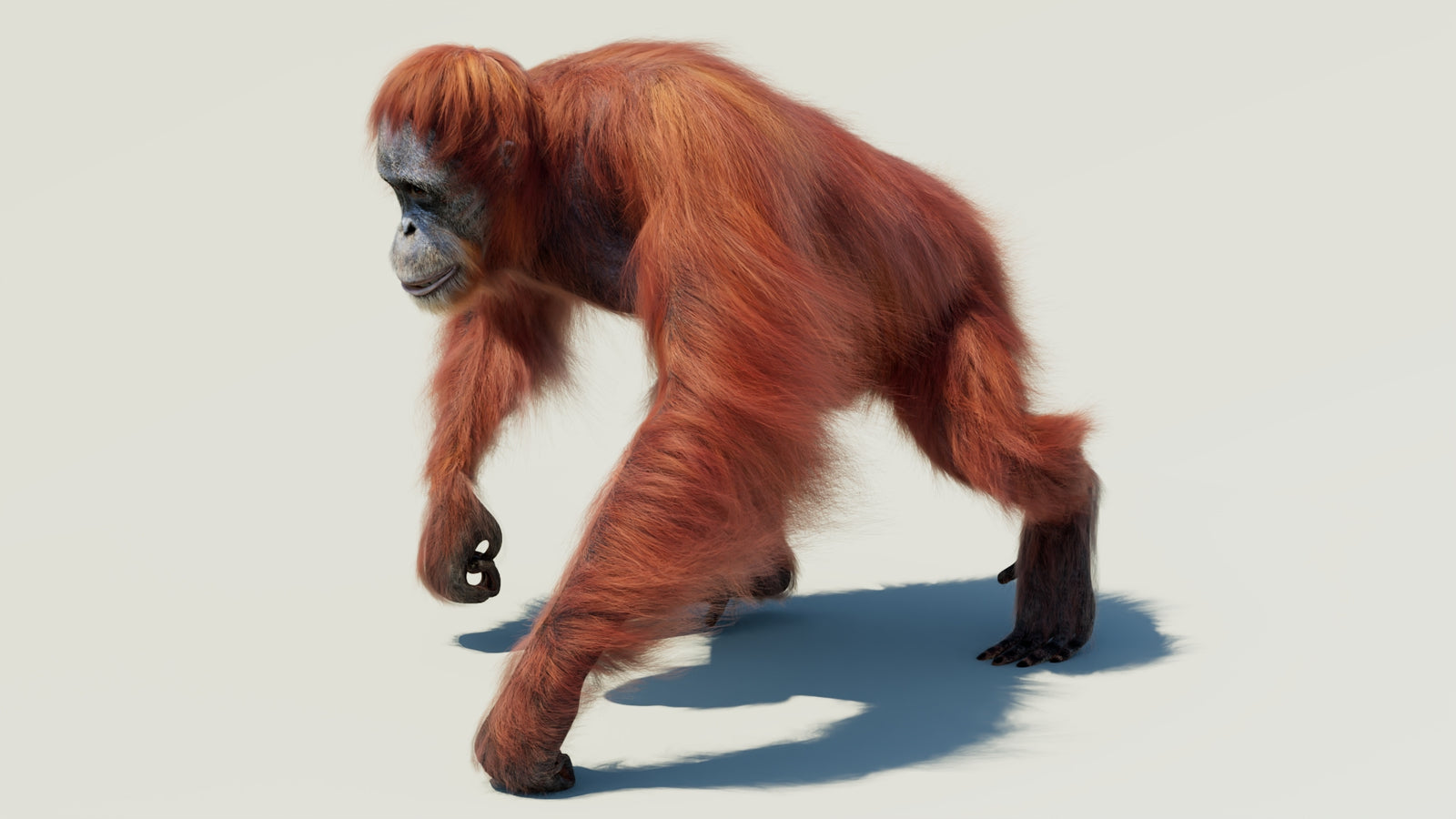 Orangutan 3D Model Animated Fur 360° view 2 frame 5