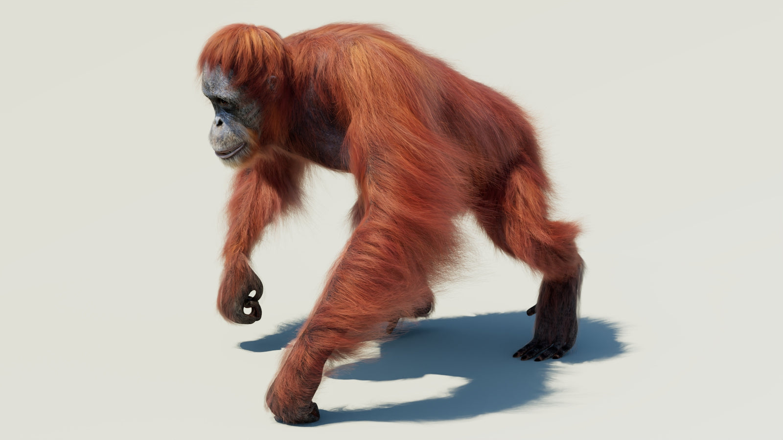Orangutan 3D Model Animated Fur 360° view 2 frame 6