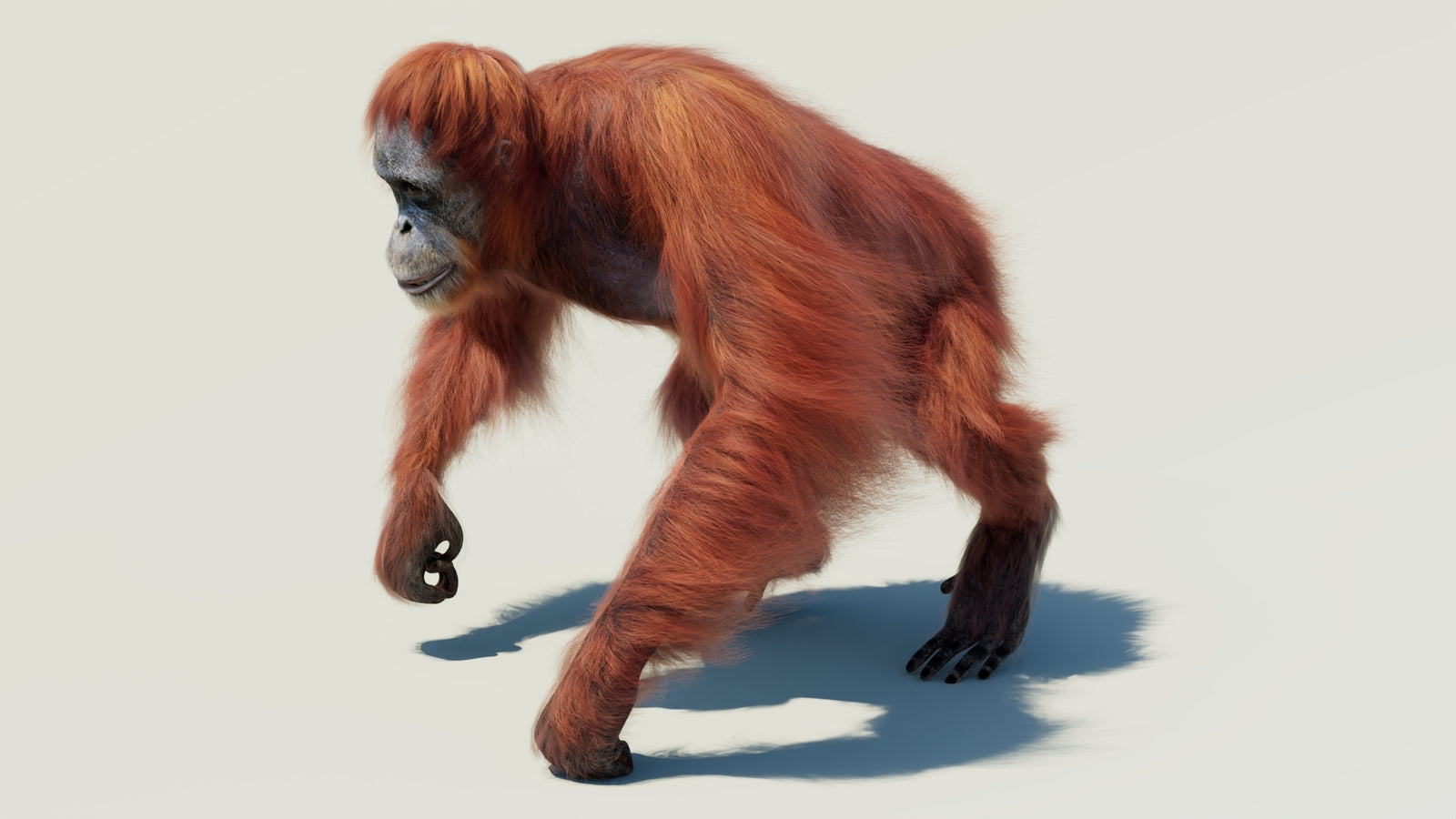 Orangutan 3D Model Animated Fur 360° view 2 frame 7