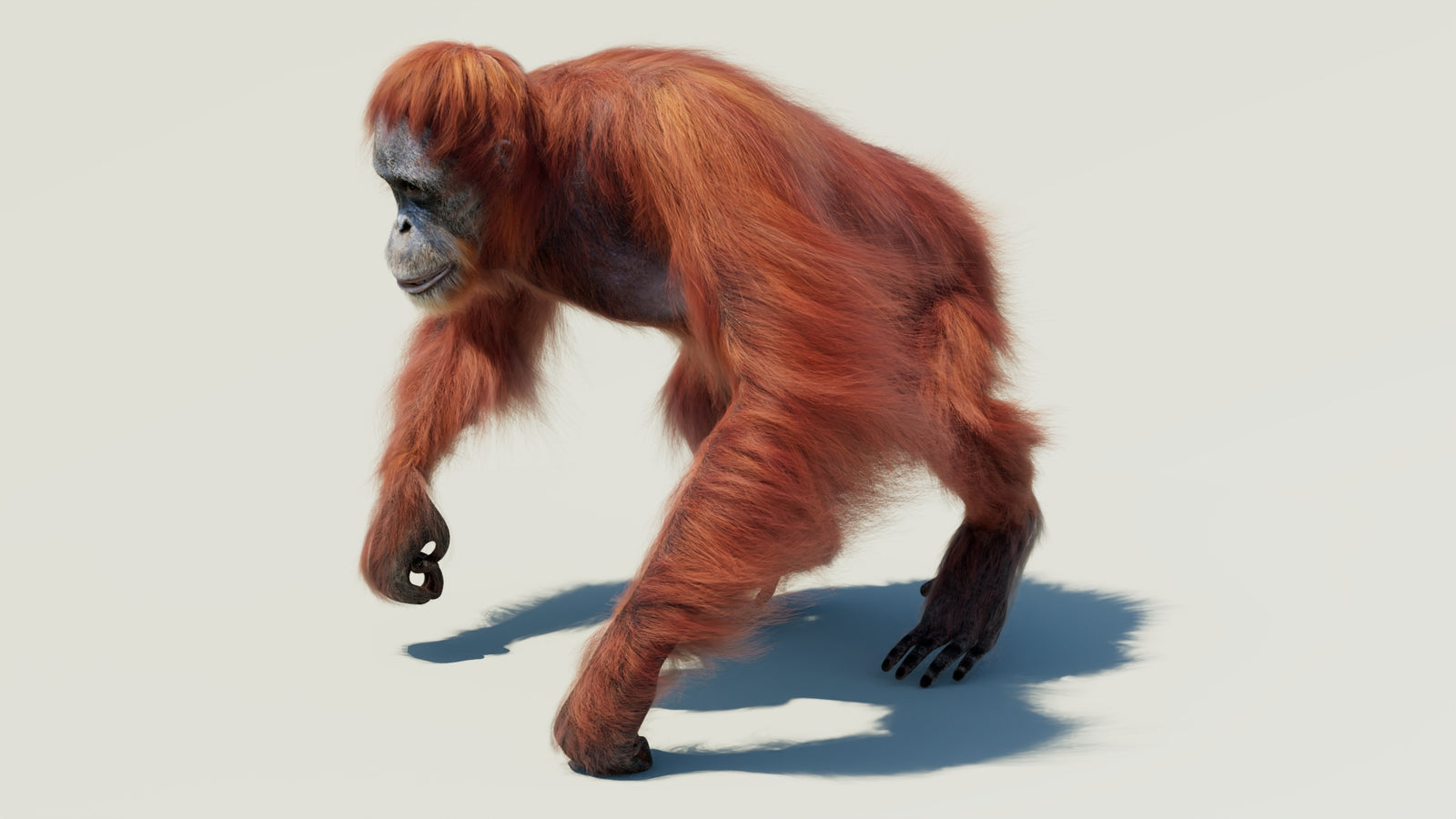 Orangutan 3D Model Animated Fur 360° view 2 frame 8