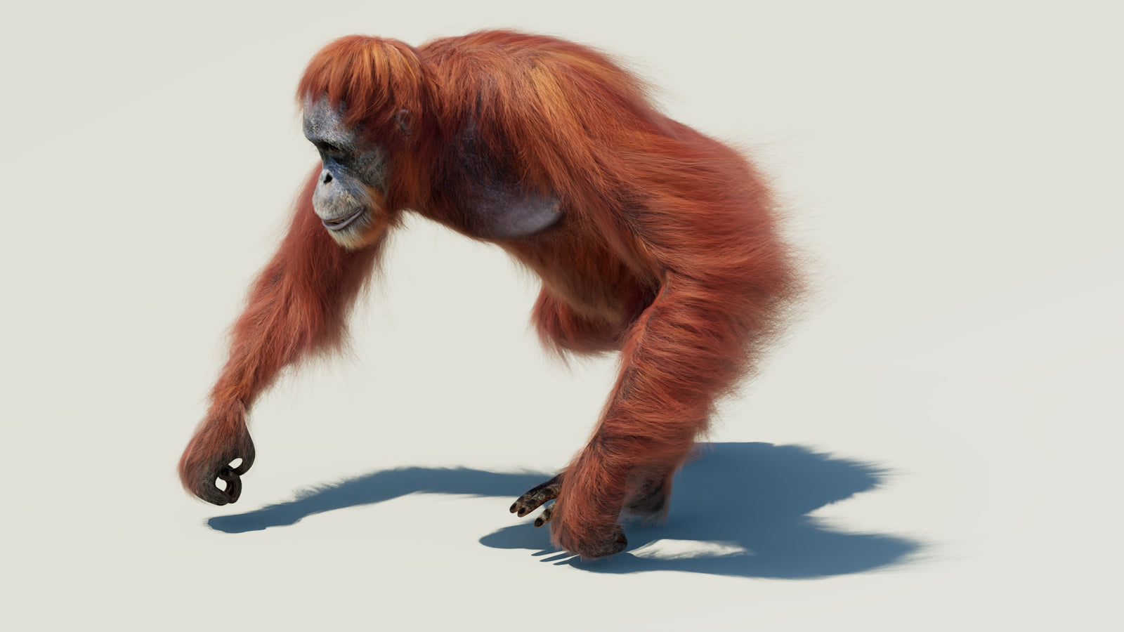 Orangutan 3D Model Animated Fur 360° view 2 frame 14