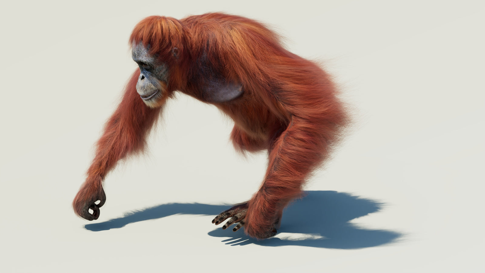 Orangutan 3D Model Animated Fur 360° view 2 frame 15