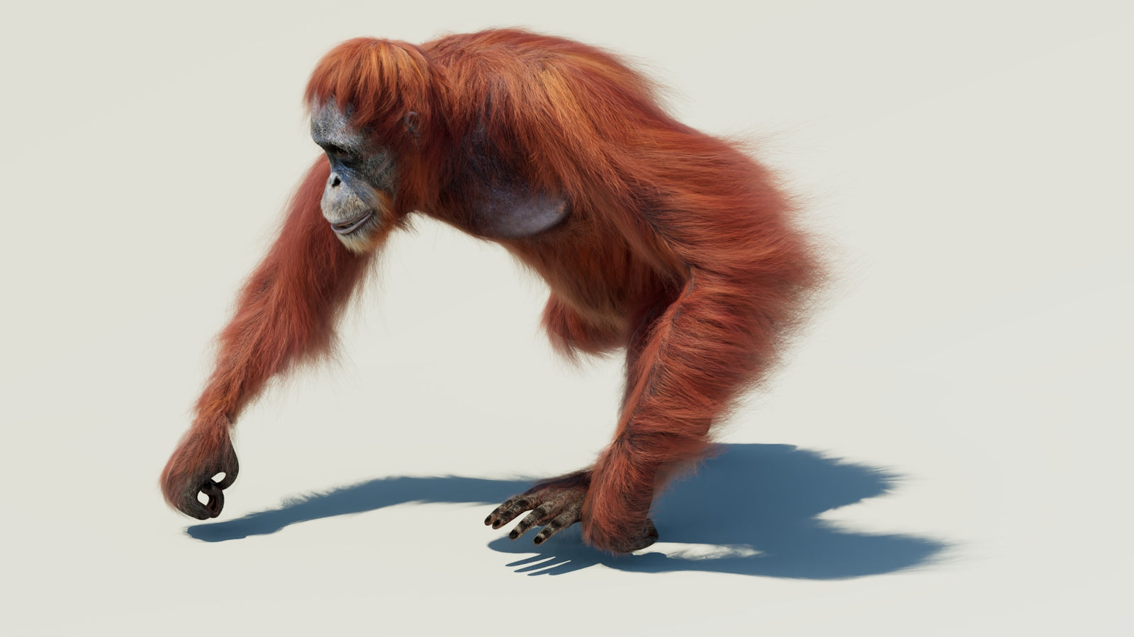 Orangutan 3D Model Animated Fur 360° view 2 frame 16