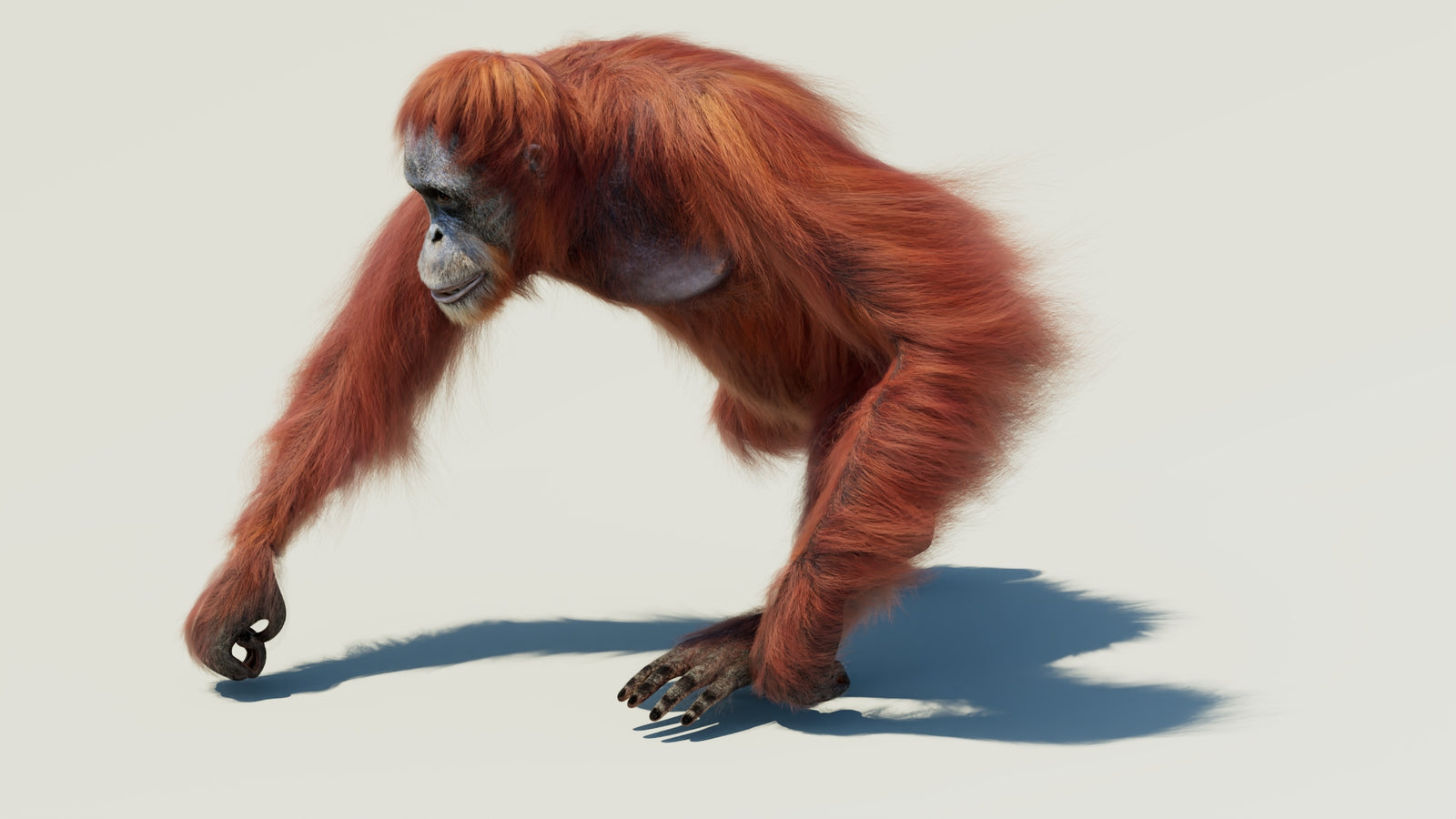 Orangutan 3D Model Animated Fur 360° view 2 frame 17