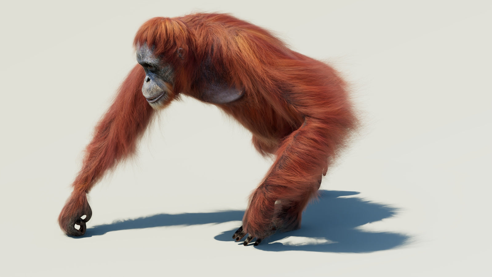 Orangutan 3D Model Animated Fur 360° view 2 frame 20