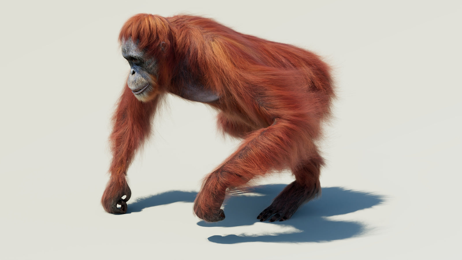 Orangutan 3D Model Animated Fur 360° view 2 frame 26