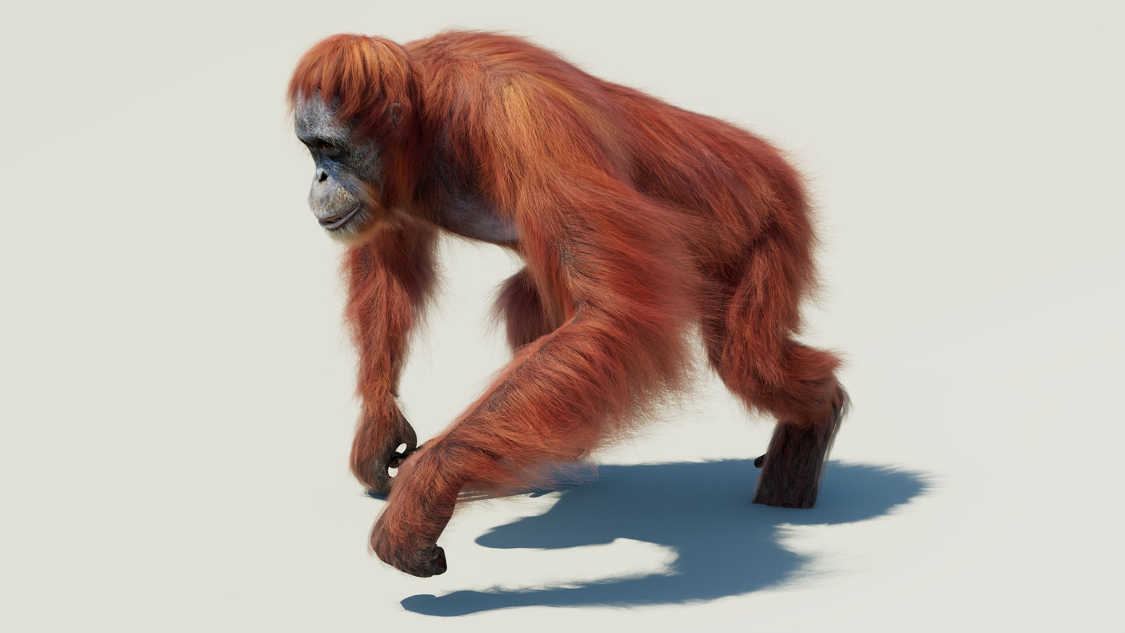 Orangutan 3D Model Animated Fur 360° view 2 frame 32