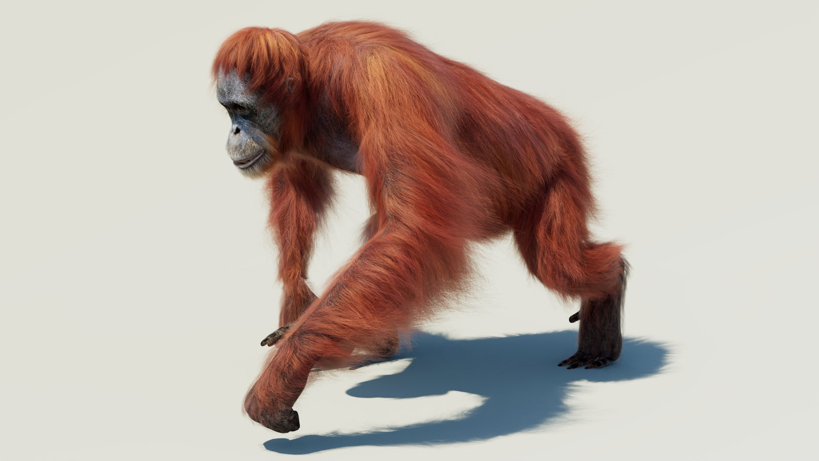 Orangutan 3D Model Animated Fur 360° view 2 frame 34