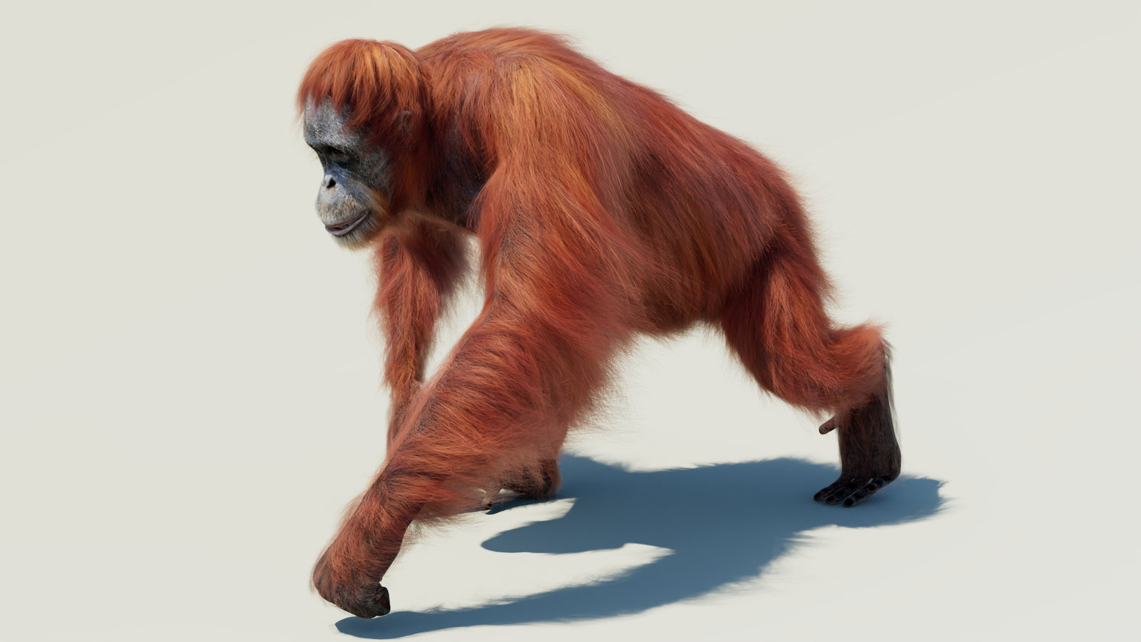 Orangutan 3D Model Animated Fur 360° view 2 frame 36