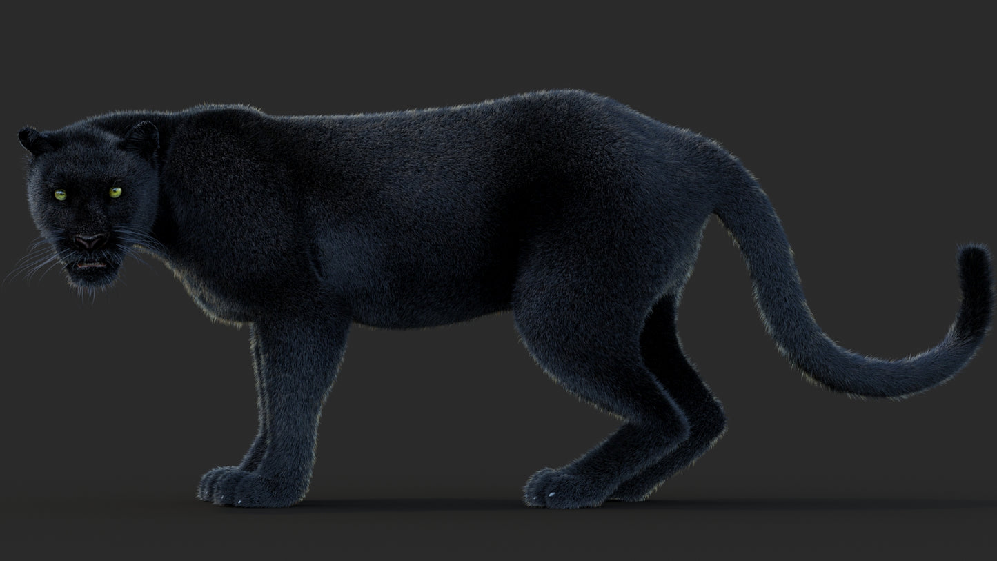 Animated Black Panther Animal 3D Model with Fur