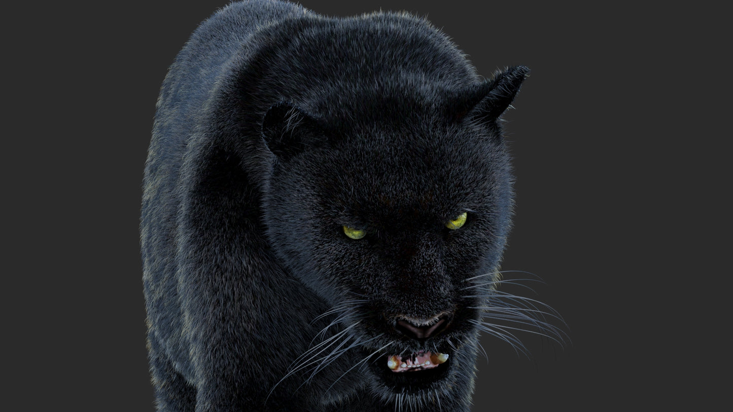 Animated Black Panther Animal 3D Model with Fur