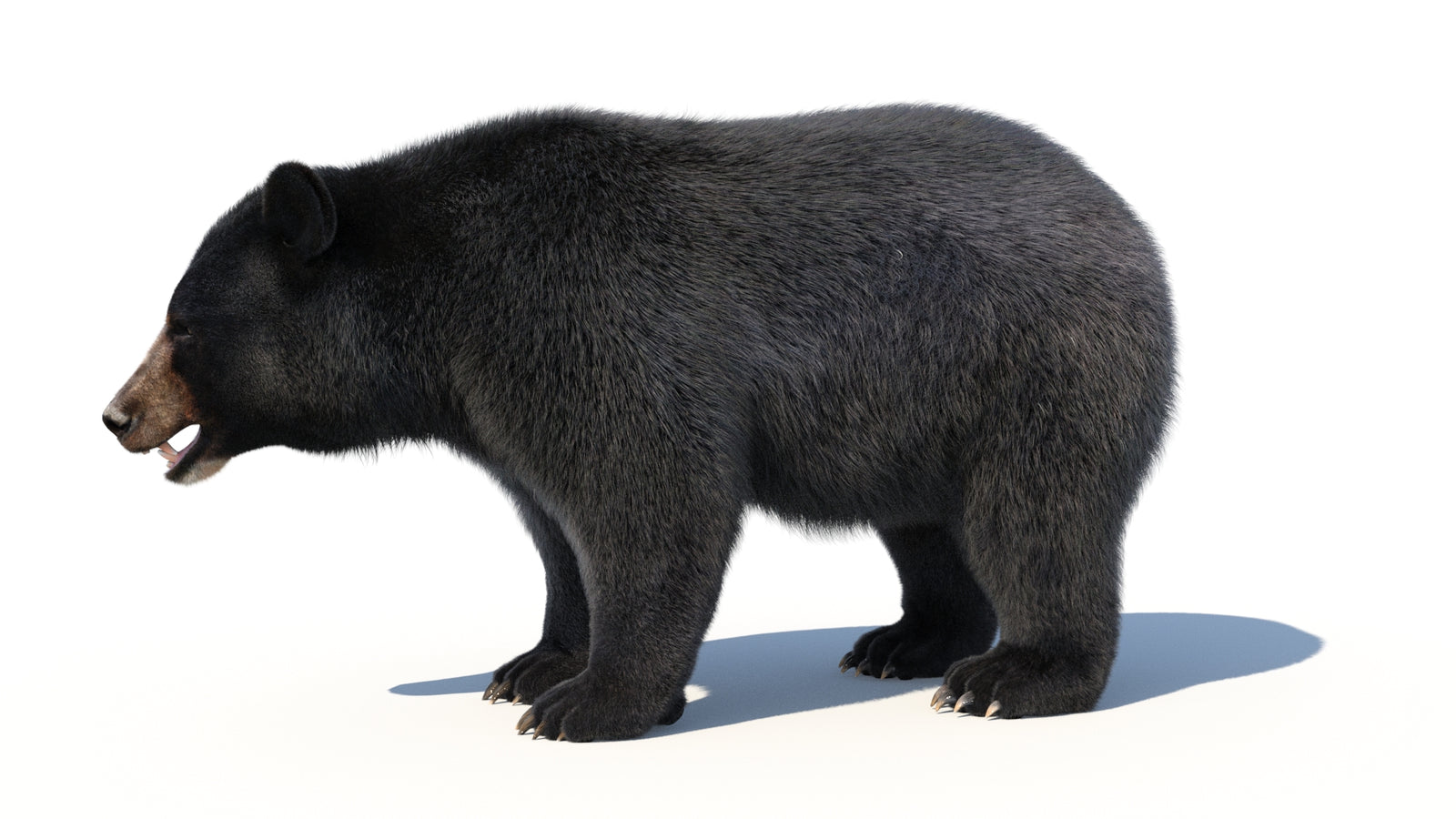 Animated Black Bear 3D Model with Fur Advanced 360° view 1 frame 2