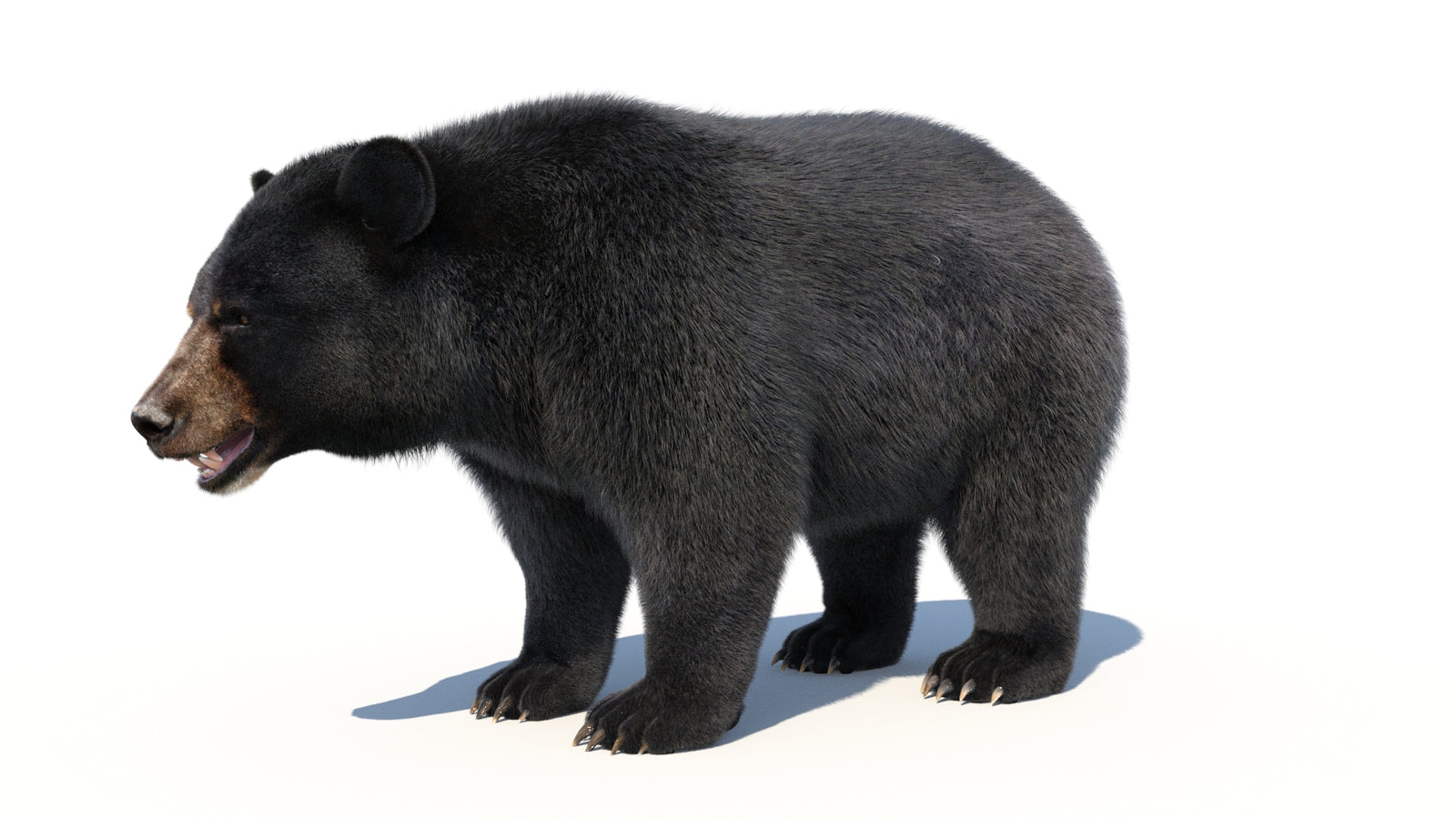 Animated Black Bear 3D Model with Fur Advanced 360° view 1 frame 4