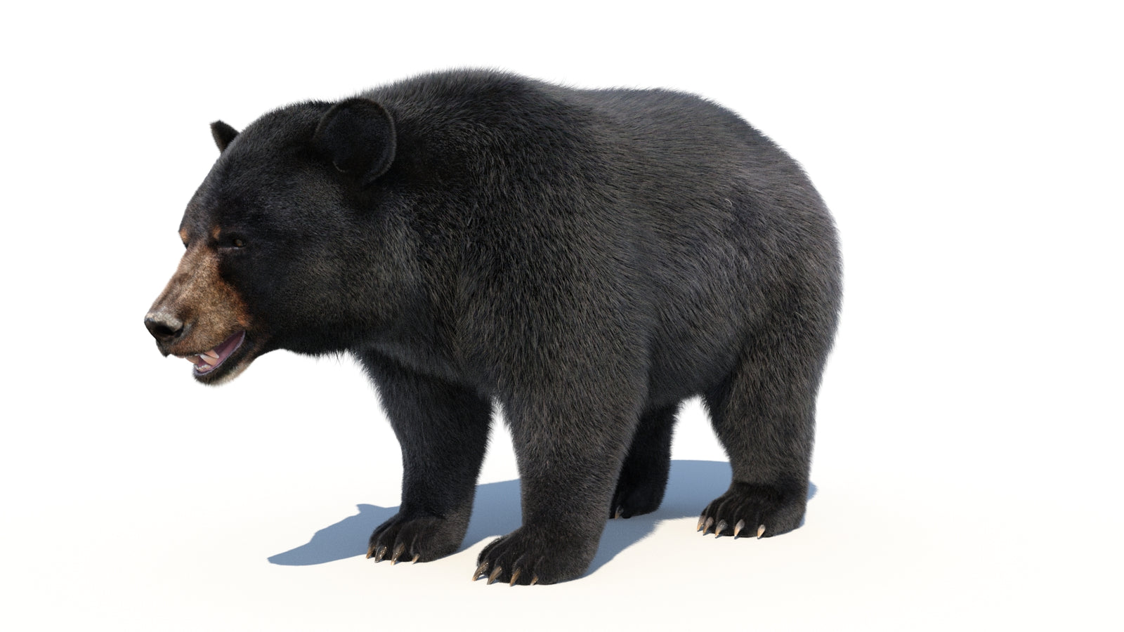 Animated Black Bear 3D Model with Fur Advanced 360° view 1 frame 5