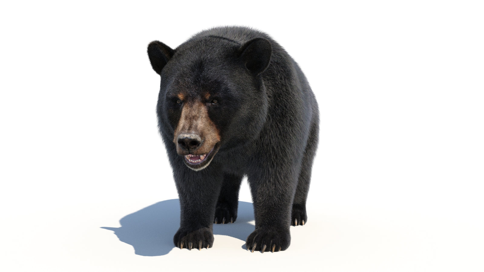 Animated Black Bear 3D Model with Fur Advanced 360° view 1 frame 8